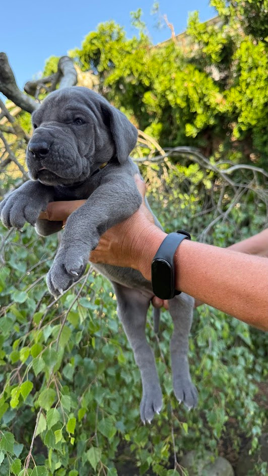 Deutsche Dogge blau - 12