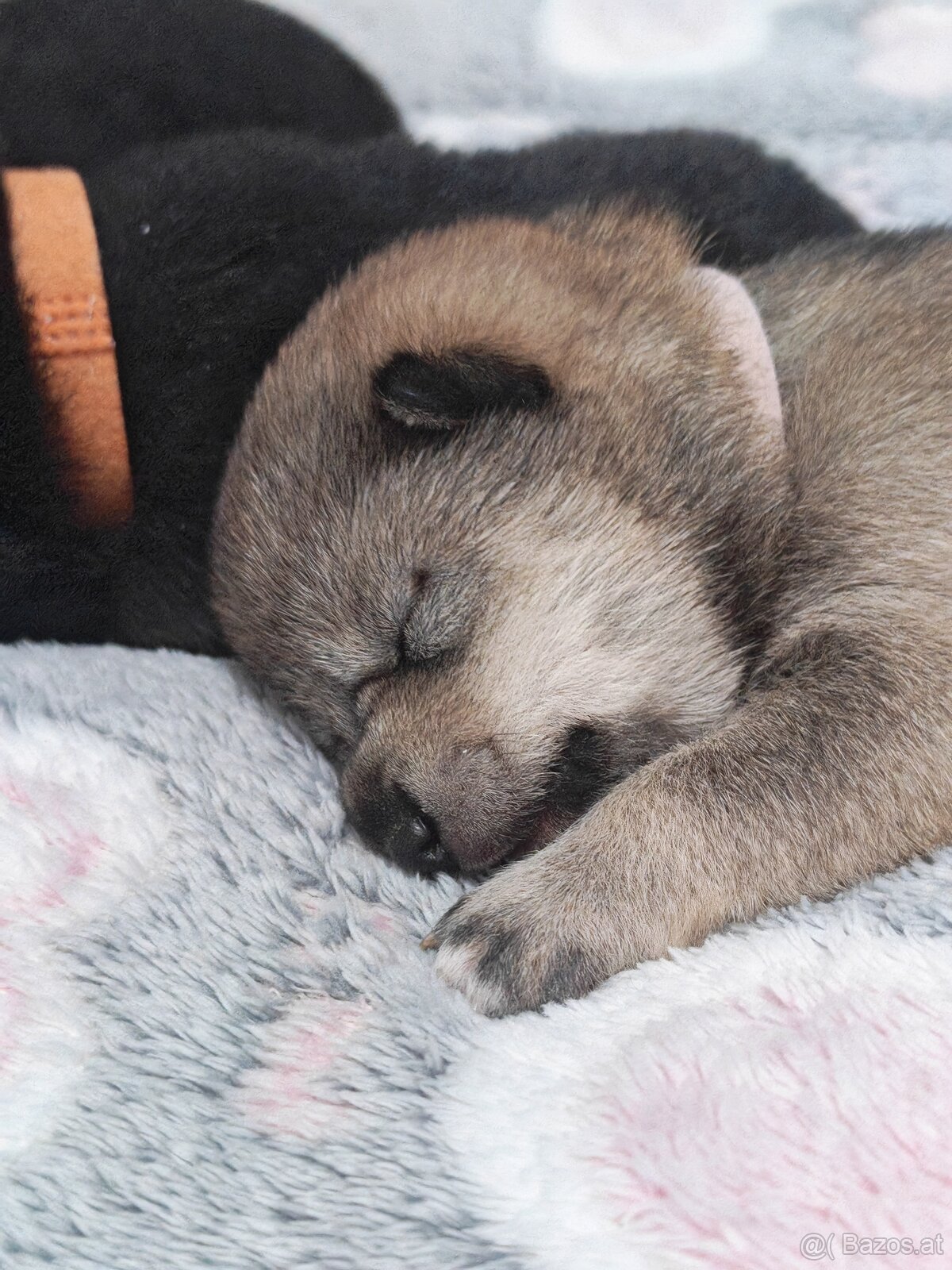 Shiba inu Welpen - 12