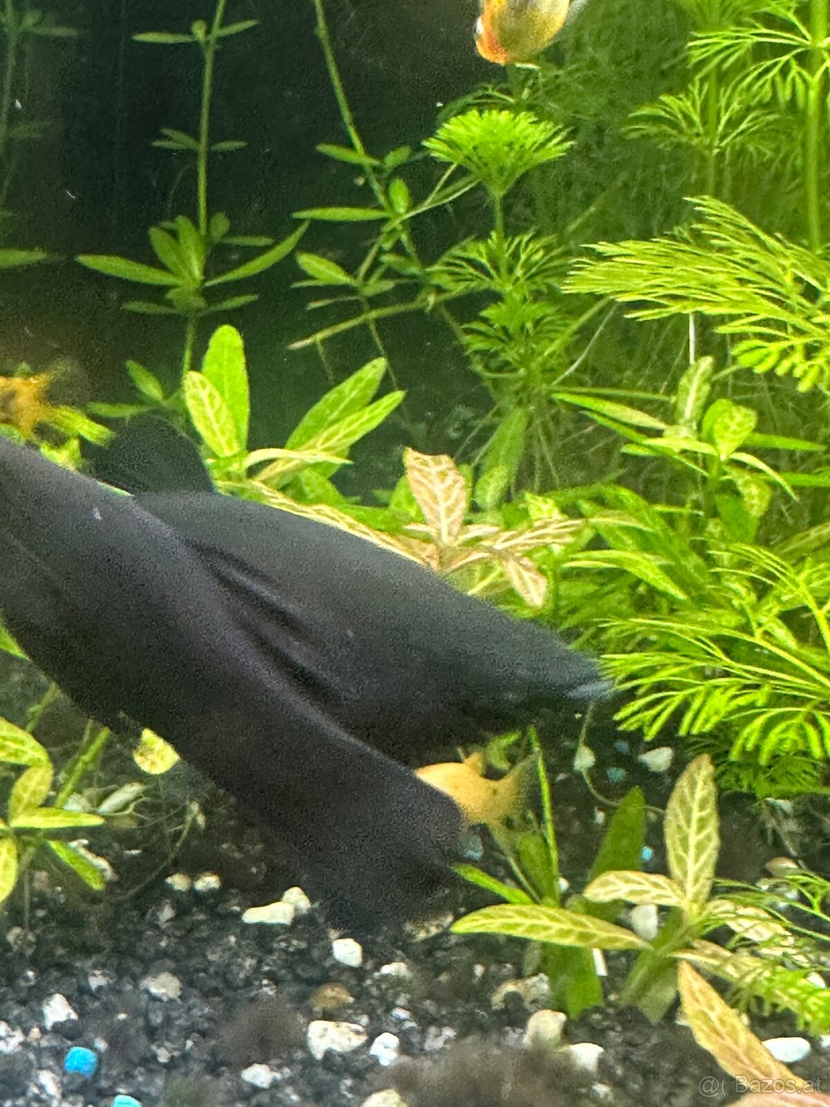 Mollys, Platys und noch mehr zum verkaufen 🐟 - 12