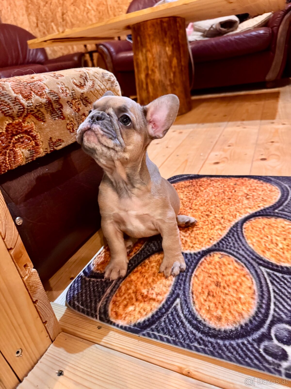 Französischen Bulldoggen Welpen - 12