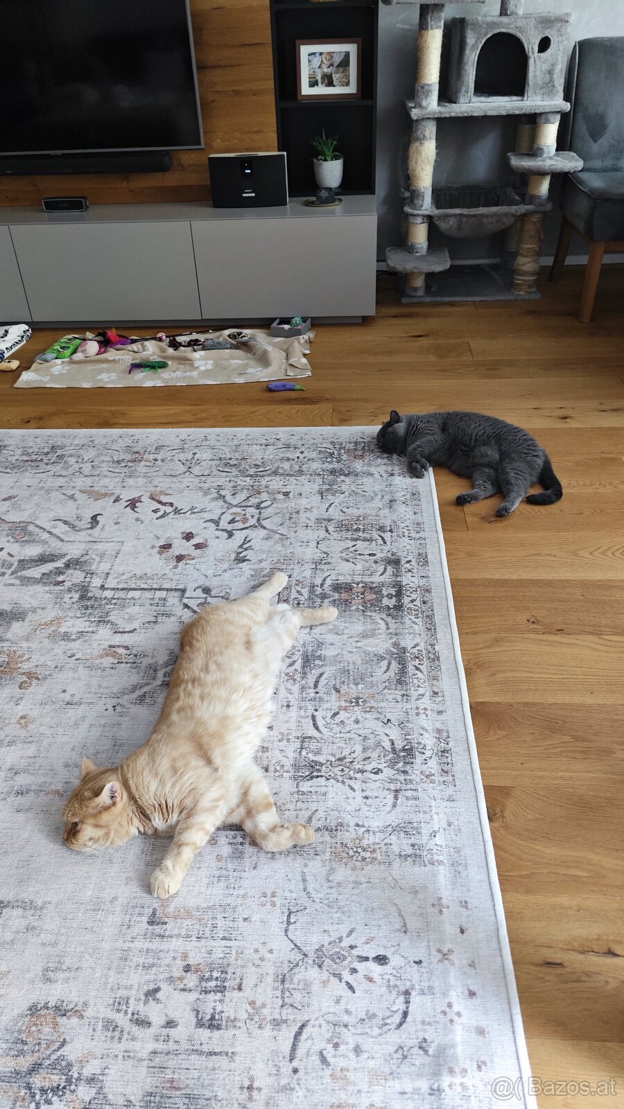 Britisch Kurzhaar Katzen - 12