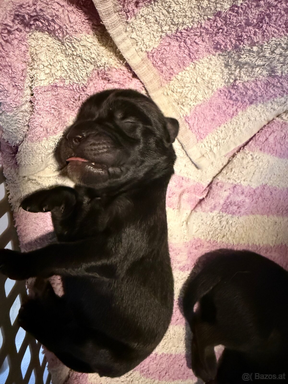 Cane Corso x Malinois Welpen - 12