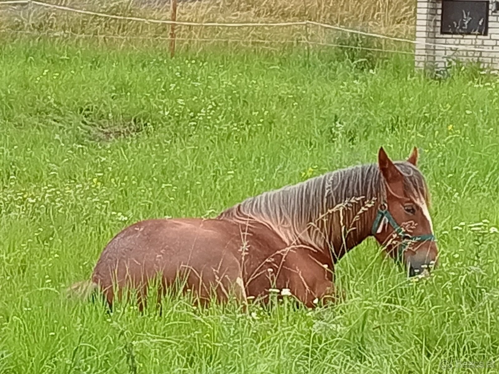 Drum horse hengst - 12