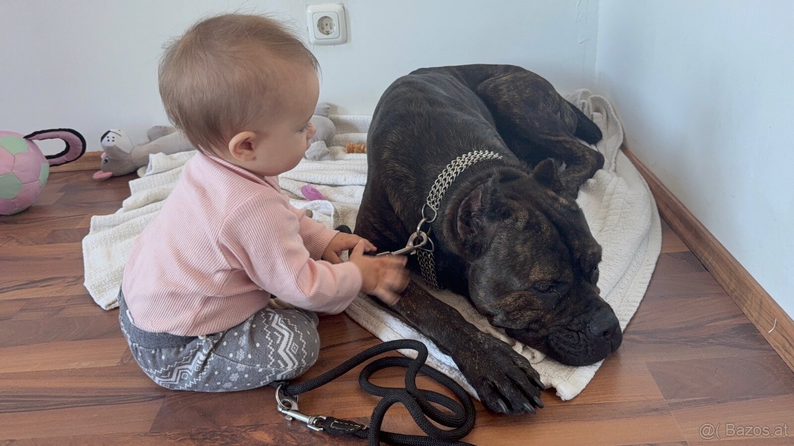 Wurfankündigung Malinois x Cane Corso - 12