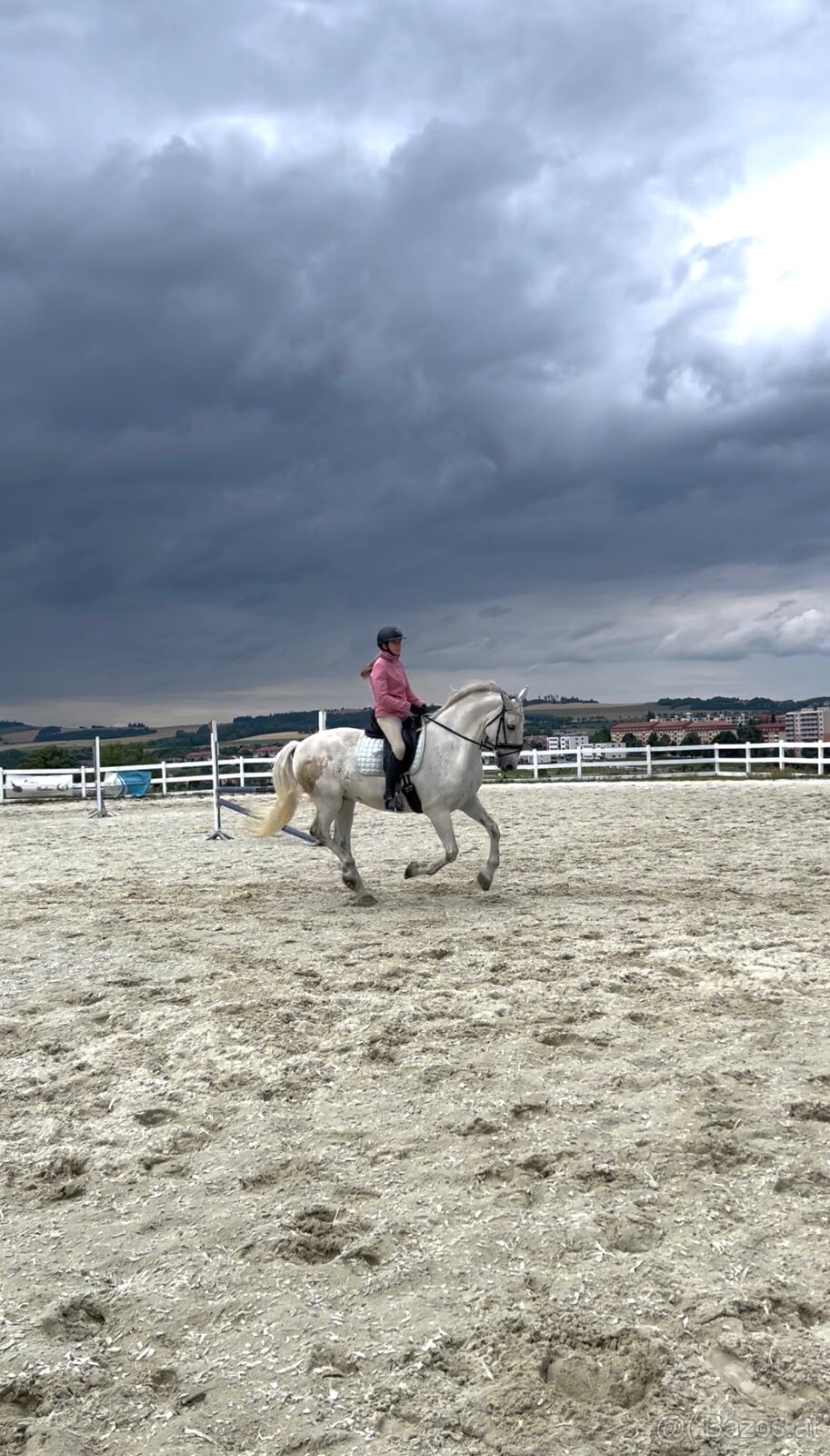 Kladruber horse - 12