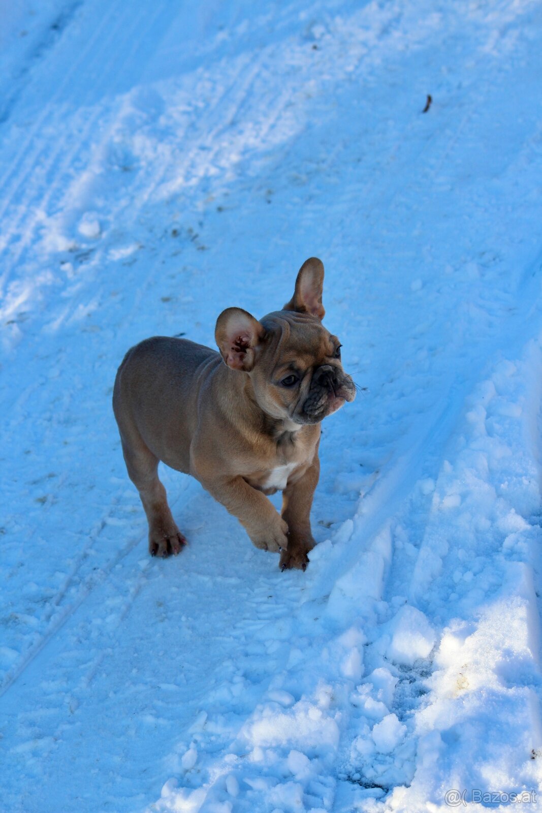 Französischen Bulldoggen Welpen mit Stammbaum - 12