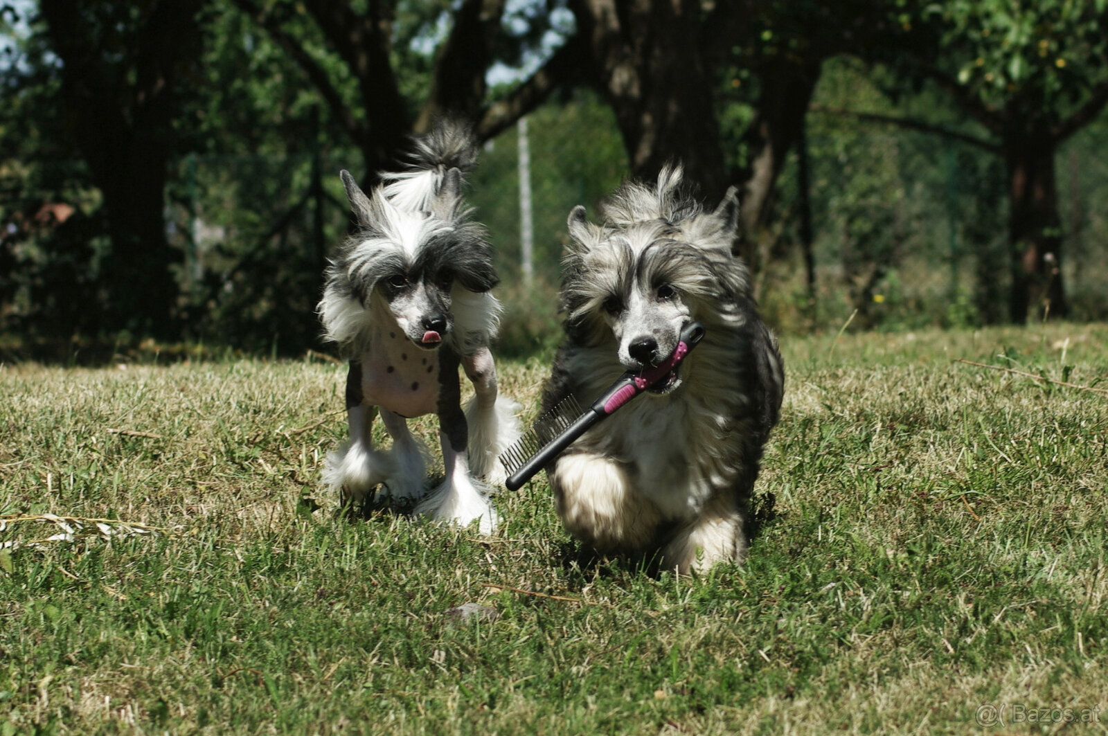 chinese crested dog - hairless - FCI - 12