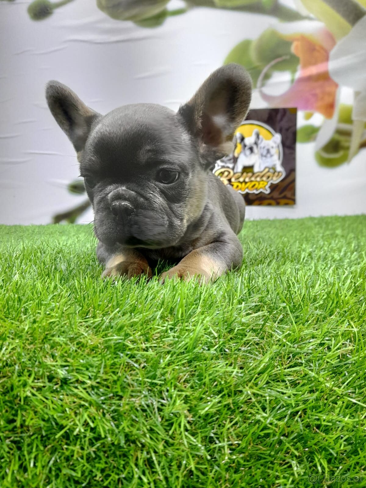 Französische Bulldoggen - 12