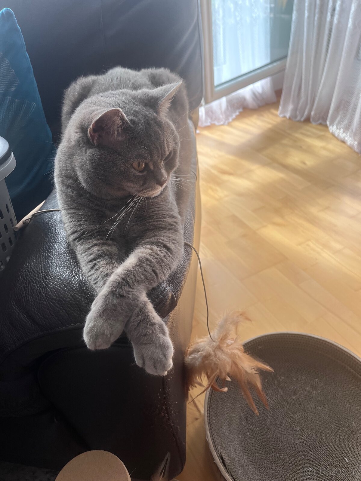 Britischmix Katze - 12