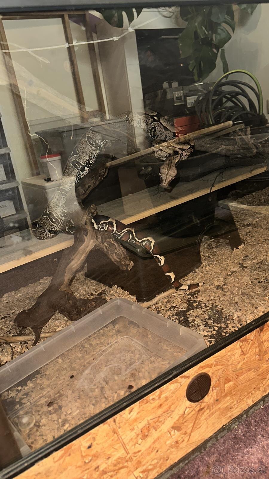 Boa constrictor Constrictor surinam - 12