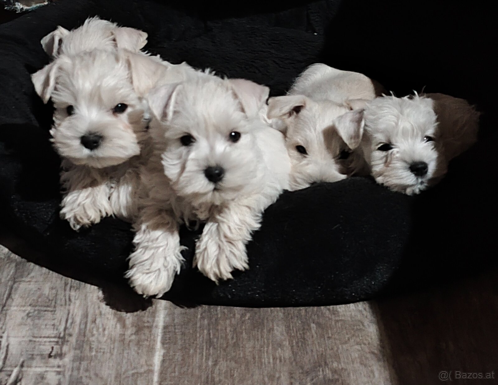 Schnauzer miniatúrne white - 12