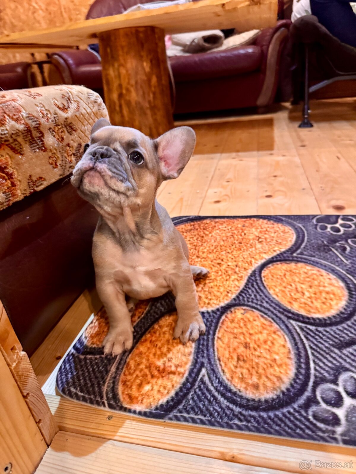 Französischen Bulldoggen - 12