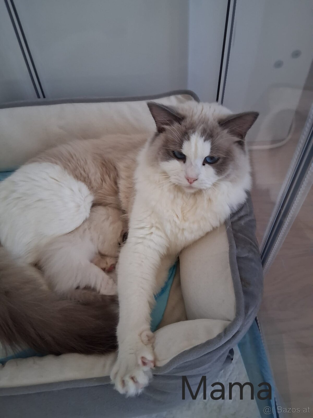 Ragdoll kitten - 12
