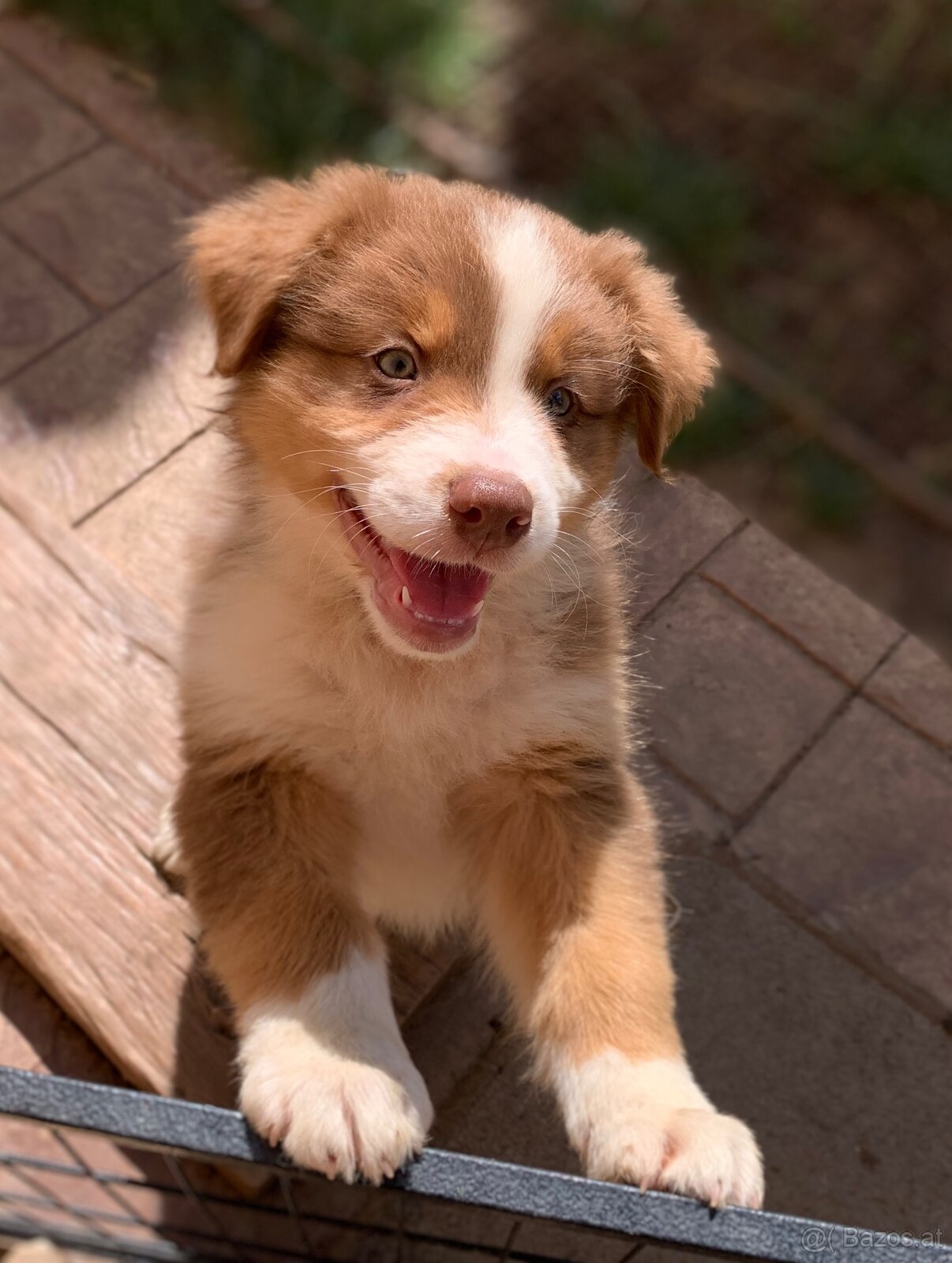 Australian shepherd - 12