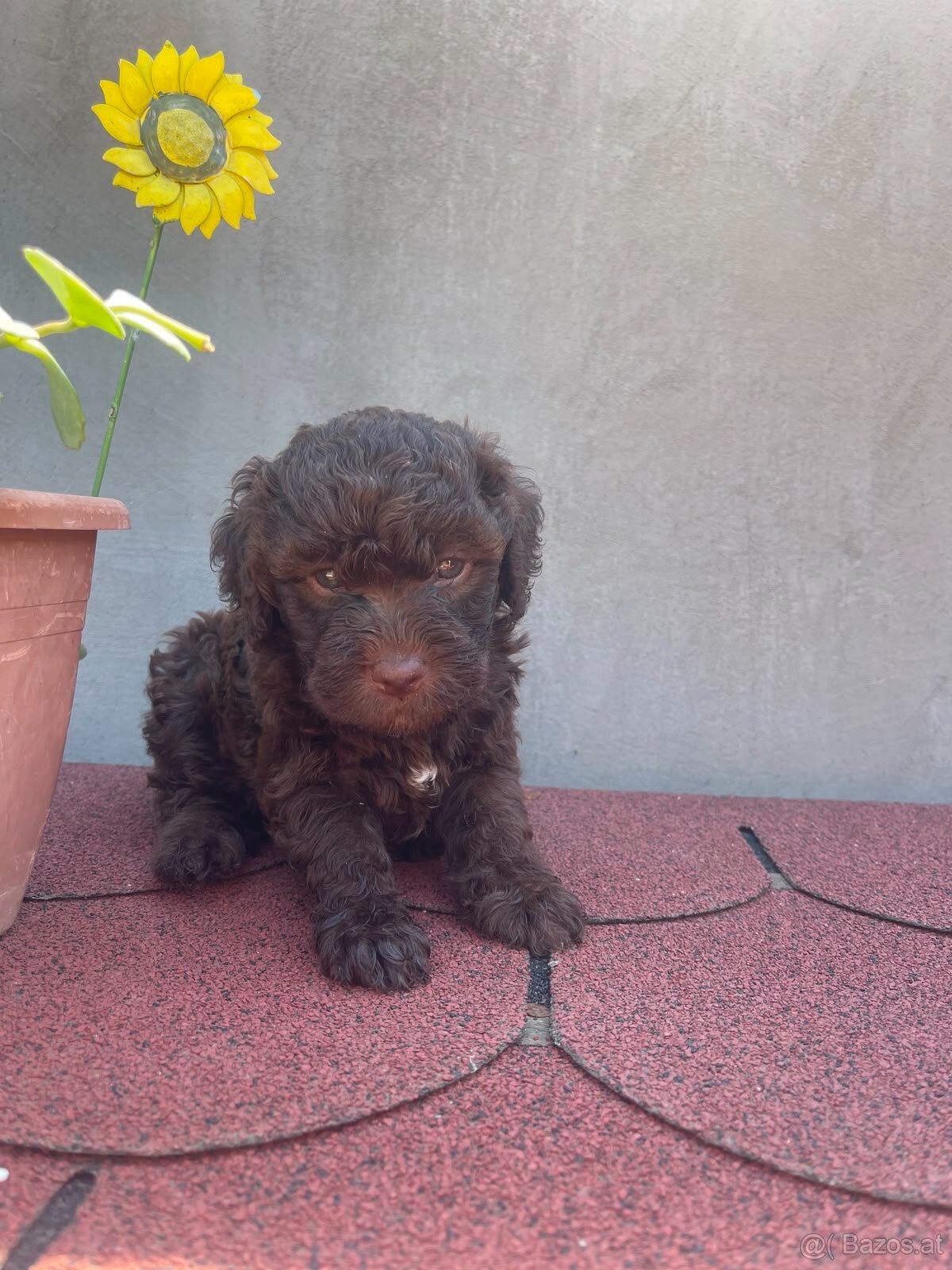 LAGOTTO ROMAGNOLO 🐶 - 12