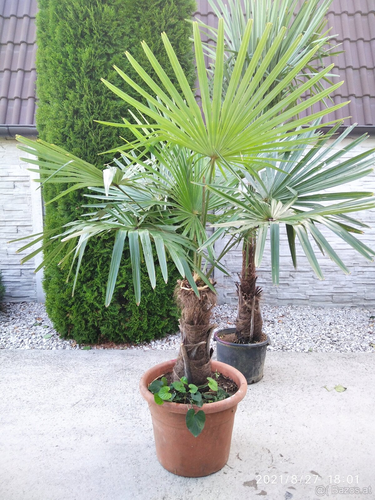 Winterharten palmen Trachycarpus Fortunei - 12