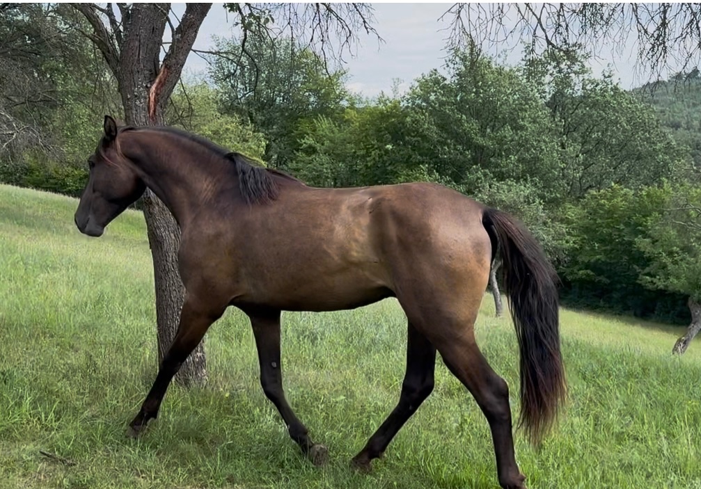 Lusitano Hengst PSL - 12