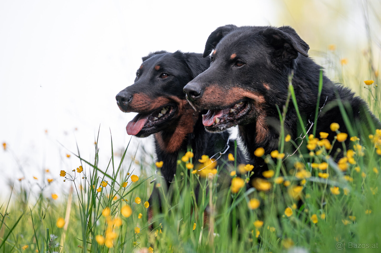 Beauceron-Welpen - 12