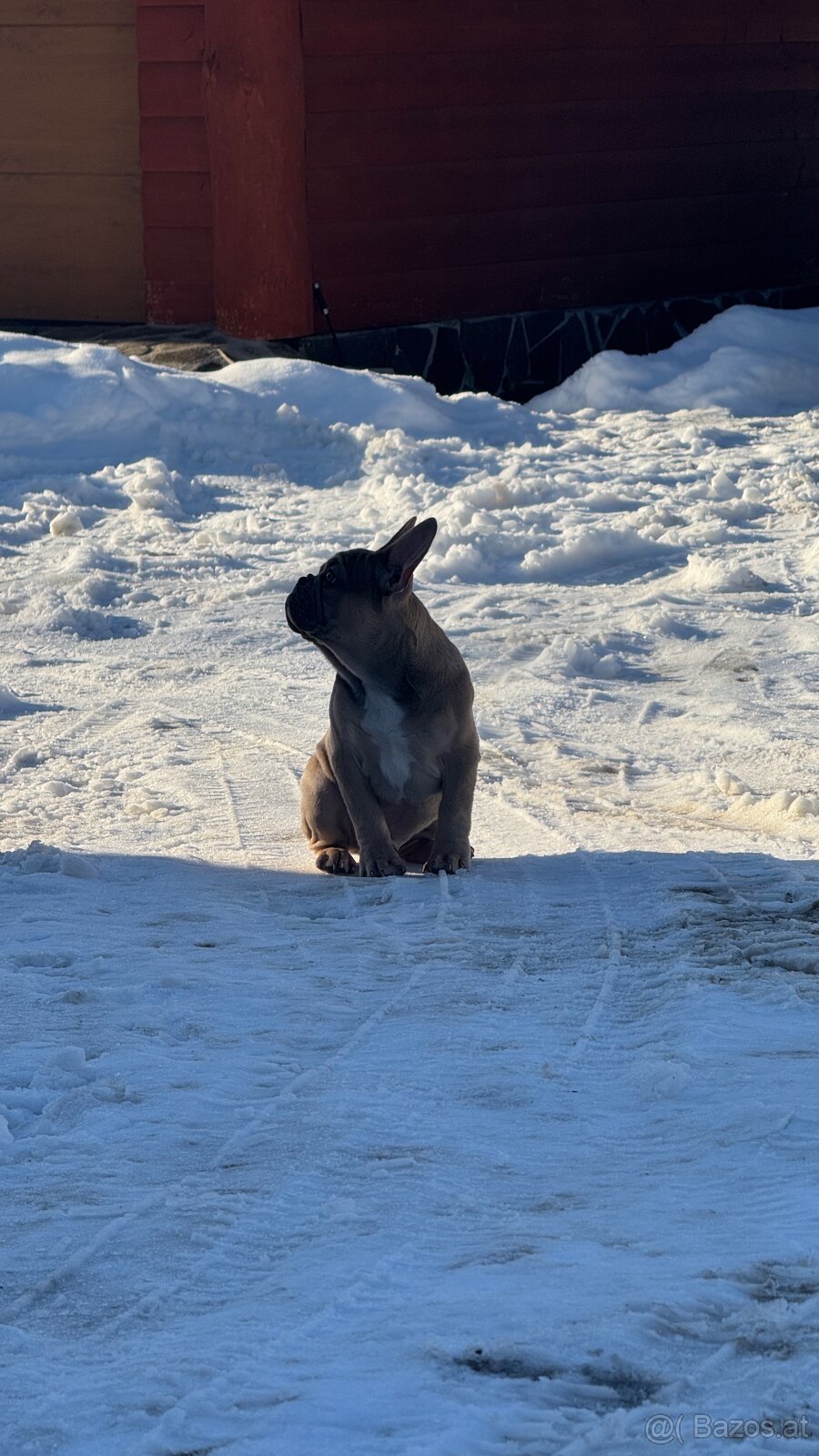 Französischen Bulldoggen Welpen mit Stammbaum - 12