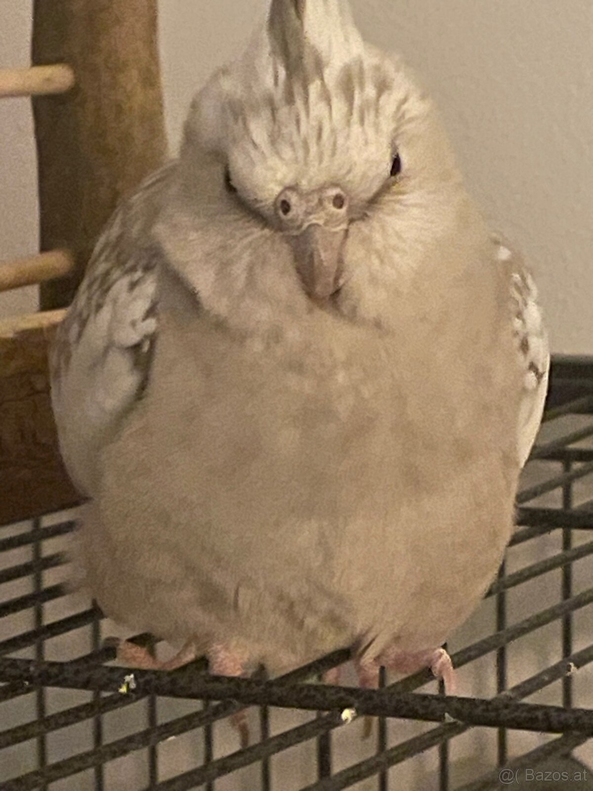 3 Vögel/Nymphensittiche + Käfig inkl. Zubehör - 12