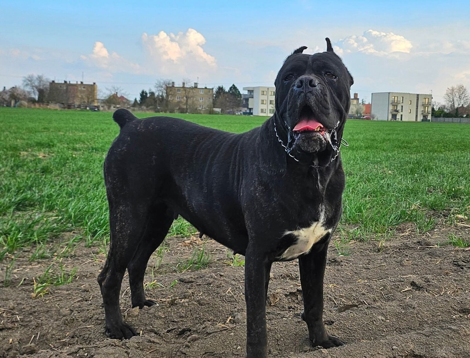 Cane Corso mit Stammbaum - 12