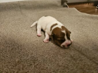 Jack Russell Terrier Welpen gew.13.04.2026 - 12