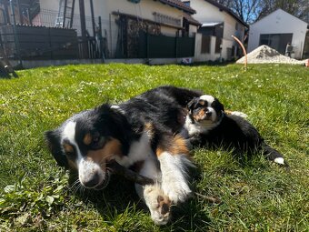 Miniature American Shepherd FCI - 12