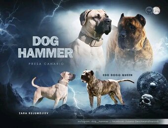 Presa  Canario - 12
