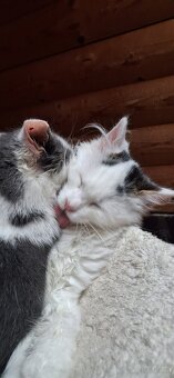 Süsse (langhaar) katzenbabys suchen liebevolles zuhause - 12