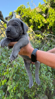 Deutsche Dogge blau - 12