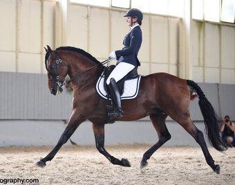 Lusitano Hengst PSL - 12