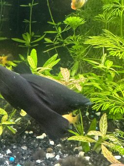 Mollys, Platys und noch mehr zum verkaufen 🐟 - 12