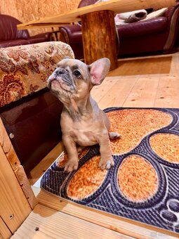 Französischen Bulldoggen Welpen - 12