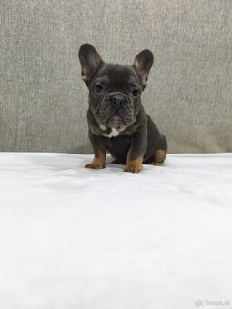 Französischen Bulldog - 12