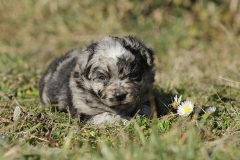 Mu-Chi (Mudi x Chihuahua) Welpen zu verkaufen - 12