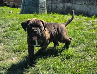 Cane corso mit Stammbaum - 12