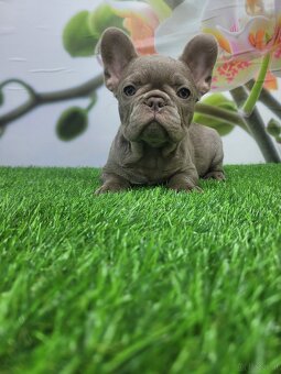 Französische Bulldogge - 12