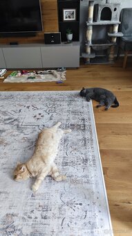 Britisch Kurzhaar Katzen - 12