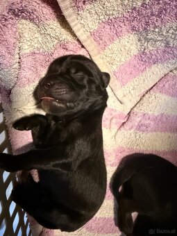 Cane Corso x Malinois Welpen - 12