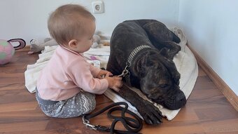 Wurfankündigung Malinois x Cane Corso - 12