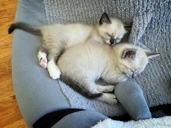 Edelmix Ragdoll Heilige Birma Kitten - 12