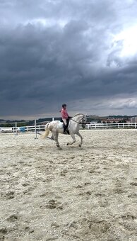 Kladruber horse - 12