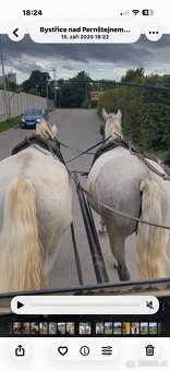Kladruber horse - 12