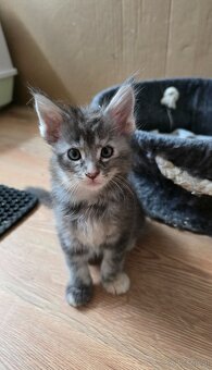 Wunderschöne Maine Coon Kitten zu vergeben - 12