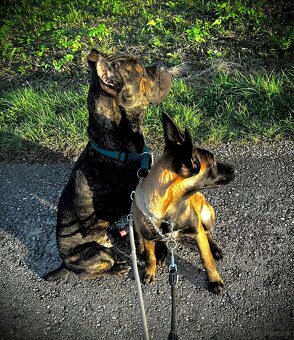 Welpen Malinois x Cane Corso - 12