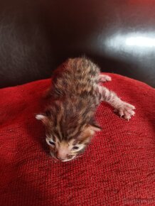 Bengal Kitten suchen 5Sterne zu Hause - 12