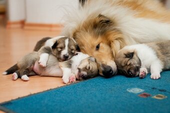 Collie Langhaar Welpen (FCI Stammbaum) - 12