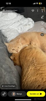 2 liebevolle Katzen suchen ein neues Zuhause 🐾 - 12