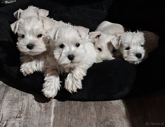 Schnauzer miniatúrne white - 12