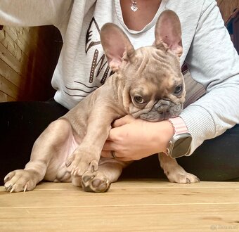 Französische Bulldogge mit Stammbaum - 12
